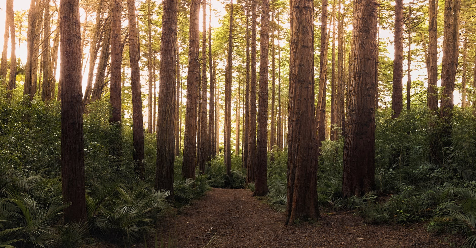 Photograph of woodland path.