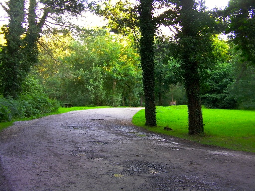 Forest of Bere, path through woodland