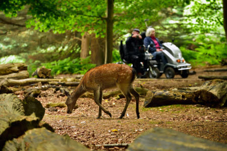 Visitors watching a Sika deer on Brownsea Island, Poole Harbour. National Trust Images/John Millar